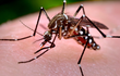 Satélite: Bahiafarma venderá kits para detecção da dengue