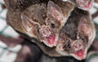 Nove morcegos são capturados em mutirão; três estão em análise para raiva (Foto: Divulgação)