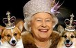 Rainha Elizabeth II adota cão de funcionário que morreu